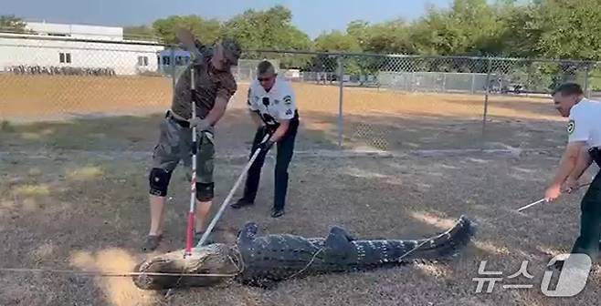 미국 플로리다주의 한 유치원에서 대형 악어가 발견됐다. <출처=NBC의 지역방송 KSNB 캡처>