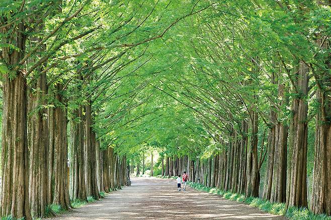 이국적인 풍경의 메타세쿼이어 숲길