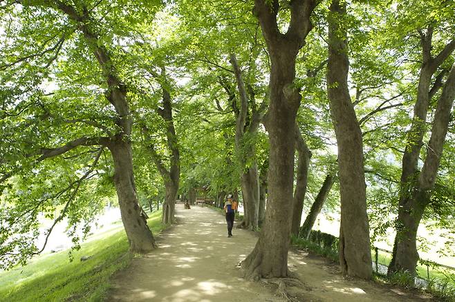 울창한 숲이 우거진 관방제림