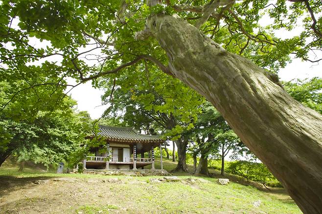 배롱나무 뒤 명옥헌