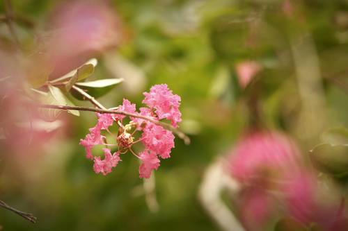 명옥헌의 백일홍