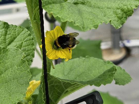 청양군농업기술센터(소장 남윤우)가 최근 지속되는 꿀벌 부족 사태에 대응해 청양군 멜론의 안정적인 생산을 위해 '뒤영벌' 200마리가 '꿀벌' 5000마리의 역활을 충분히 하는 '꿀벌 대체 뒤영벌 화분매개기술'을 보급했다. 청양군농기센터 제공