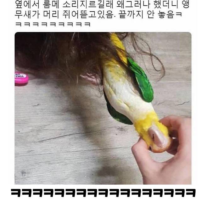 IMG_8715.jpeg 앵무새 키우는 사람들의 고충