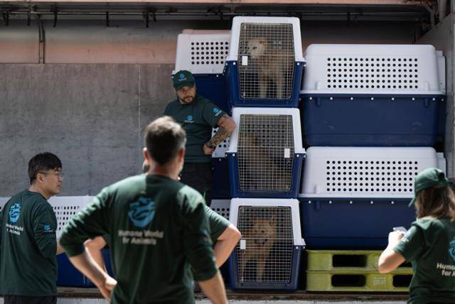 휴메인 월드 포 애니멀즈 관계자들이 8일 충북 청주시 개농장에서 구조된 개들을 인천공항으로 옮기기 위해 차에 싣고 있다. 청주=박시몬 기자