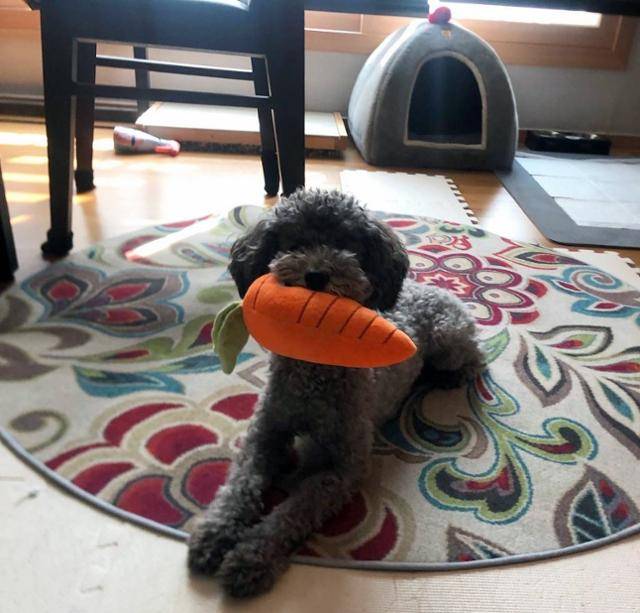 김소리 변호사의 반려견 로마. 김소리 변호사 제공