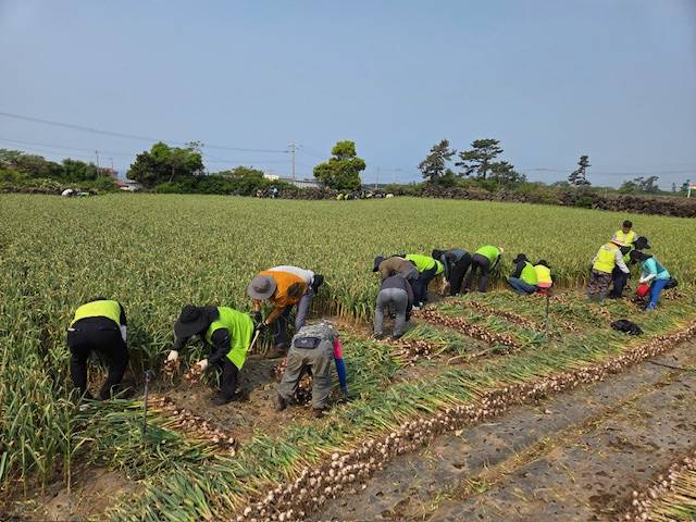 초여름 햇살 아래, 마늘 수확 현장에 투입된 인력이 일제히 일손 돕기 작업을 이어가고 있다. (제주농협 제공)