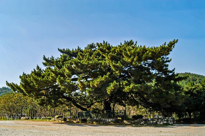 장흥 옥당리 효자송