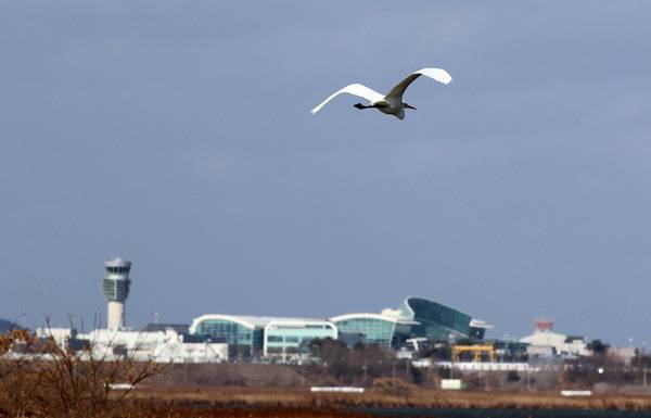 전남 무안 무안국제공항에 이착륙하는 항공기의 항로에 근접한 청계면 지역에 새가 날고 있다. 연합뉴스