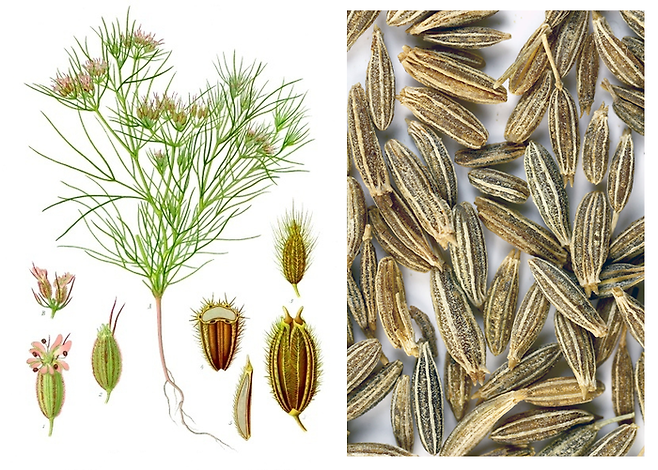 마근=커민=쯔란은 미나릿과 식물(왼쪽)의 이름이다. 5㎜ 정도 되는 갈색 씨앗은 향신료계의 베스트셀러 겸 스테디셀러다. [사진 출처=공공저작물·Sanjay Acharya]