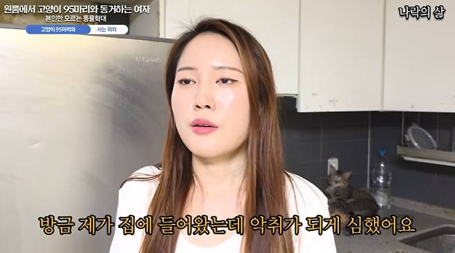 임대인 몰래 원룸에서 고양이 95마리를 키우는 여성이 도움의 손길을 요청했다. 길고양이들을 입양해 도시 미관 개선에 기여한 만큼 정부가 사료비를 분담해달라고 했다. /사진=유튜브 채널 카광