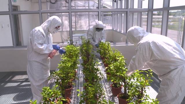 국내 최초로 문을 연 농촌진흥청의 ‘생물안전 3등급 고위험 식물병원체 연구시설(BL3·Biosafety Level 3 연구동)’ 내 온실에서 연구원들이 사과나무 유묘(어린 모종)에 화상병균을 접종하고 있다.  농진청 제공