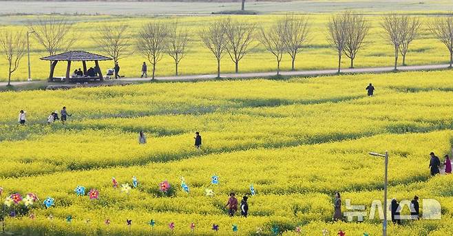 [부산=뉴시스] 부산 강서구 대저생태공원 유채꽃경관단지.