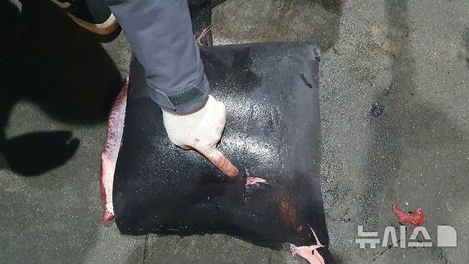 [포항=뉴시스]불법 포획된 고래에서 불법 포획 흔적(작살 흔적)이 발견됐다. (사진=포항해양경찰서 제공) 2025.05.12. photo@newsis.com