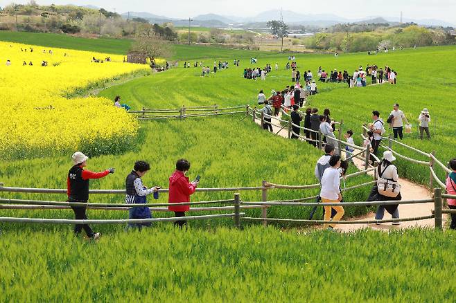 고창 청보리밭 축제가 23일간의 일정을 마쳤다. 고창군 제공