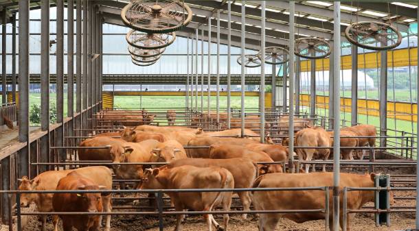 전남의 한 축사에서 폭염 피해를 예방하기 위해 안간힘을 쓰고 있다. 전남도 제공