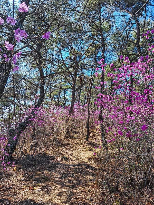 산길을 장식한 진달래.