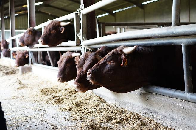 ‘가엑 데 프레리’ 농장의 축사 모습. 진정은씨 제공.