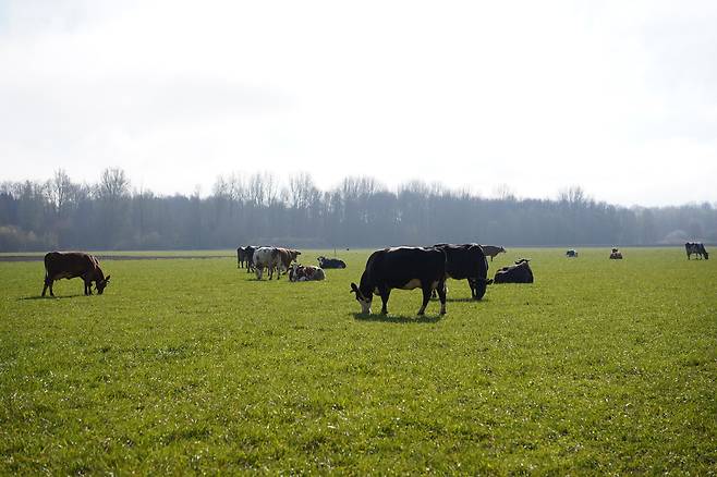 지난 4월 1일(현지시간) 네덜란드 플레볼란트주에 있는 에레스 발몬더르호프 중등직업학교의 초지에서 소들이 풀을  뜯고 있다. 진정은씨 제공