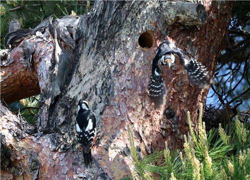인근 소나무에 새 둥지 마련한 오색딱따구리 [촬영 유형재]