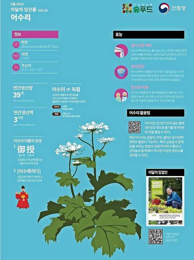 5월 이달의 임산물로 선정된 어수리 웹자보 [산림청 제공. 재판매 및 DB 금지]