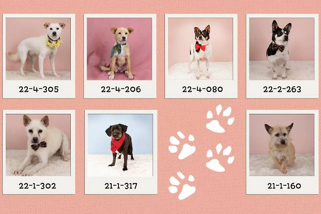 대전동물보호센터에서 보호받으며 입양을 기다리는 유기견들.