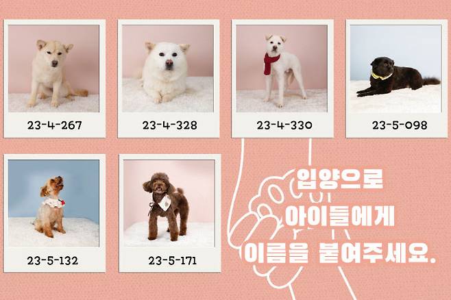 대전동물보호센터에서 보호받으며 입양을 기다리는 유기견들.