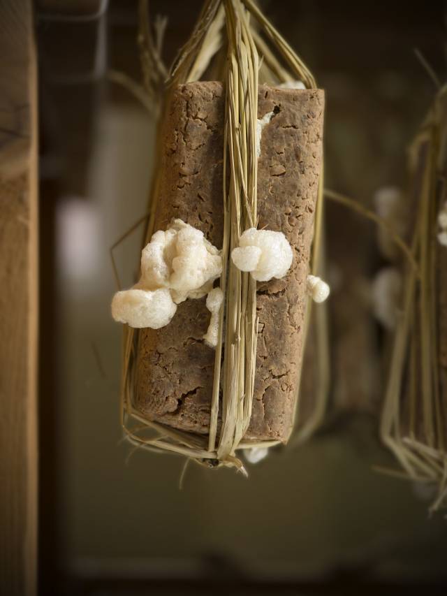 정연두의 '바실러스 초상 #5'(2025). 국제갤러리 제공