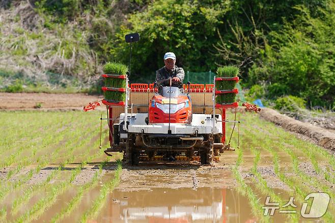 지난 7일 하남면 안평리에서 진행된 화천지역 첫 모내기.(화천군 제공, 재판매 및 DB금지)