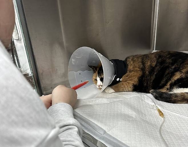 수술은 성공적으로 끝났지만 좋아하던 간식도 먹지 않고 컨디션이 저조했던 아리(보호자 제공). ⓒ 뉴스1