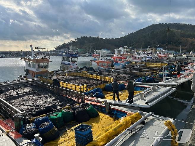 진도군 의신면 접도항 현지에서 물김 위판이 진행되고 있다.(진도군 제공, 재판매 및 DB 금지)