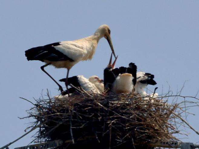 전남 나주 부덕동의 고압 철탑 위 둥지에서 황새 한 마리가 네 마리의 새끼에게 먹이를 주고 있다. 광주환경운동연합 제공
