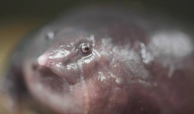 근접촬영한 돼지코개구리. 파충류인 자라를 빼닮았다./on the edge