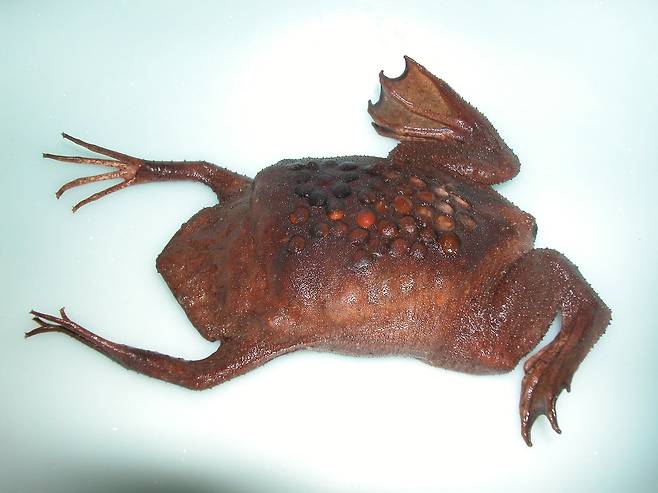 알을 등에 업고 돌보는 암컷 피파개구리./PPBio Portal Brazil