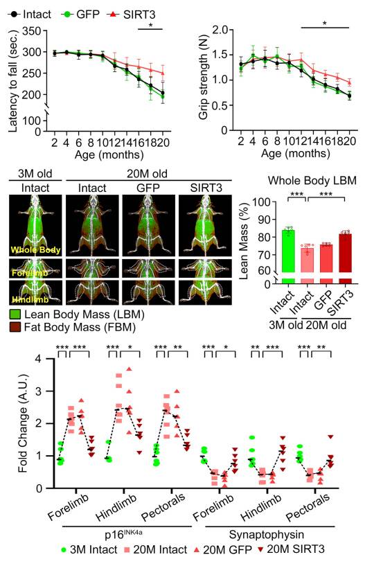흑질-선조체 도파민 신경계의 항노화에 의한 운동 기능 및 골격근 보존 효과 실험 결과. 시트루인3 과발현이 노화된 생쥐의 운동기능 감소를 완화하는 모습(위). 연구재단 제공