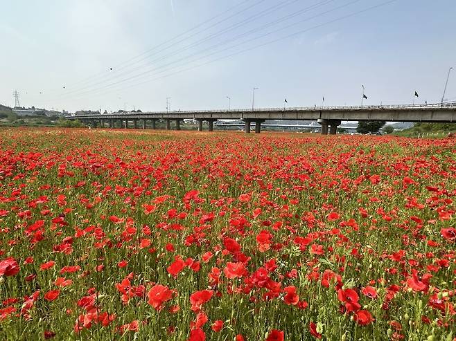 전남 나주시가 영산강 둔치체육공원과 영산강 정원 들섬 일원 14만㎡(약 4만2000평)에 꽃양귀비 단지<사진>를 조성한 가운데 이 일대에서 5월 가정의 달을 맞아 다채로운 축제 및 행사가 열린다. 나주시 제공