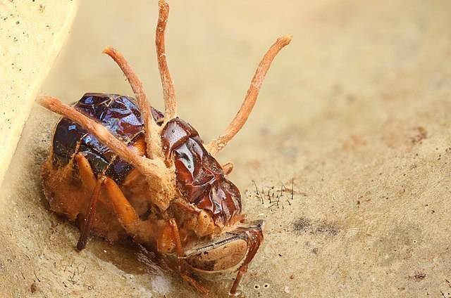 코스타리카 코르도바도 국립공원에서 촬영된 동충하초에 감염된 파리의 모습. 텍사스대/위키미디어코먼스