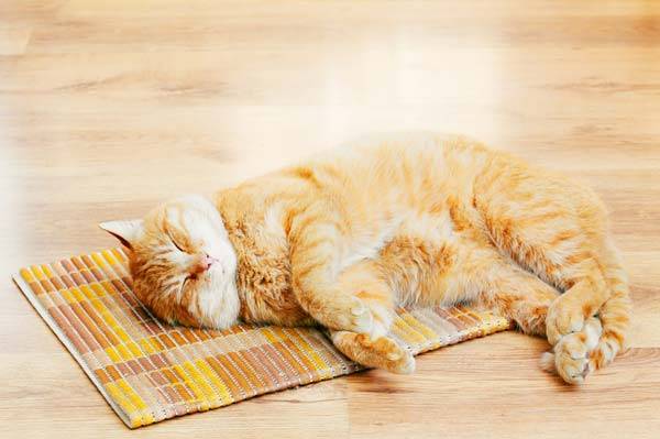 고양이는 일반적으로 하루에 14~16시간 정도를 잠자는 데 사용한다. 앞발을 몸 안으로 접는 자세와 옆으로 누운 자세, 발라당 누운 자세로 자는 고양이​는 비교적 편하게 잠든 것이다./사진=게티이미지뱅크