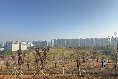 조성이 진행되고 있는 군산 새들허브숲 [사진=군산시 ]