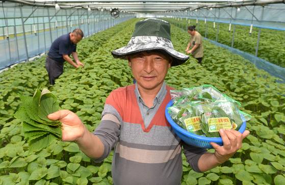 충남 금산군 추부면 양인호 추부깻잎연합회장이 수확한 깻잎을 들고 있다. 김성태 객원기자