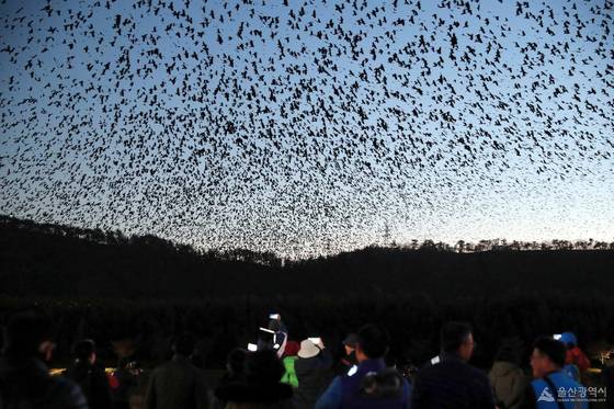 태화강국가정원 일대에 등장한 까마귀들. 사진 울산시