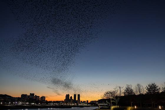 태화강국가정원 일대에 등장한 까마귀들. 사진 울산시