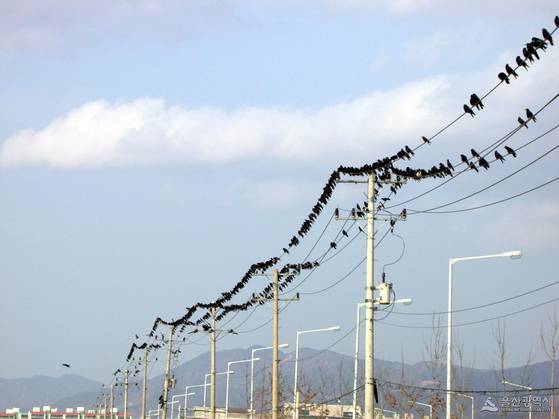 태화강국가정원 일대에 등장한 까마귀들. 사진 울산시