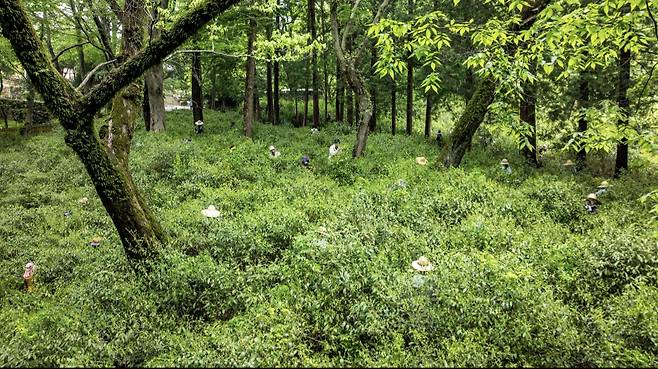 전남 순천 선암사의 야생차밭에서 찻잎을 수확하는 모습.