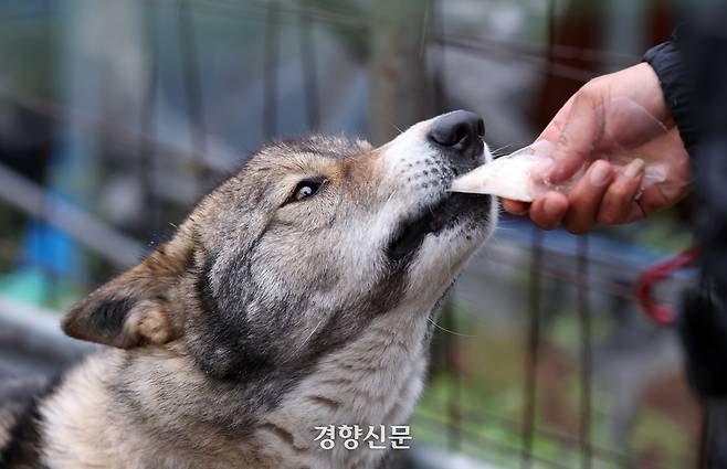 산불 피해를 입은 경북 안동시 고곡리의 한 밭지킴이견이 박정미씨가 내민 닭고기를 허겁지겁 먹고 있다.
