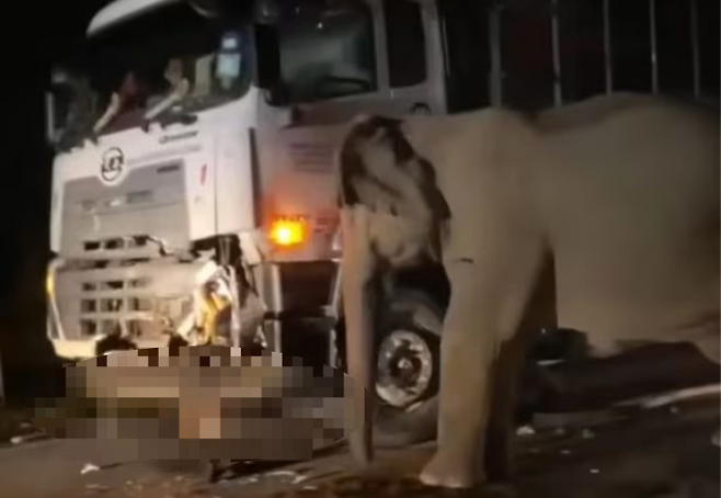 새끼 코끼리를 친 대형 트럭을 머리로 밀고 있는 엄마 코끼리의 모습. [사진 = Hadi Mua‘fi Taufik 페이스북 갈무리]