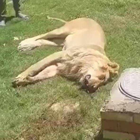 이라크의 한 남성이 집 뒷마당에서 사자를 키우다 잡아 먹혀 숨지는 사고가 발생했다. 7발의 총알을 맞고 쓰러진 사자. [SNS 갈무리]