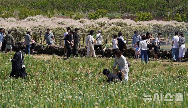 [서귀포=뉴시스] 우장호 기자 = 맑은 날씨를 보인 4일 오후 제주 서귀포시 표선면 보롬왓 농장에서 열린 '파릇파릇 대파축제'에서 입장객들이 대파 구워 먹기 체험을 하며 즐거운 시간을 보내고 있다. 2025.05.04. woo1223@newsis.com