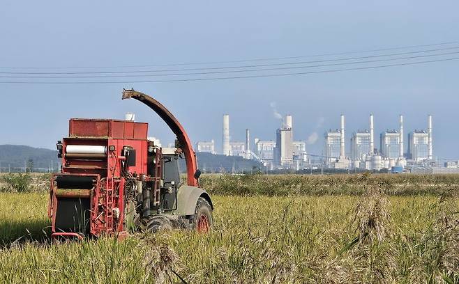 [태안=뉴시스] 사진은 지난해 10월 22일 충남 태안군 이원간척지 일원 조사료 생산 시범단지에서 농기계가 총체벼를 수확하고 있는 모습. (사진=태안군 제공) 2024.10.22. *재판매 및 DB 금지