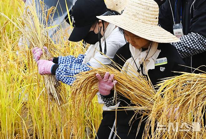 [수원=뉴시스] 김종택기자 = 사진은 지난해 10월 15일 경기도 수원시 권선구 국립농업박물관 다랑이 논에서 열린 '전통 벼베기 및 탈곡 체험 행사'에 참가한 어린이들이 수확한 벼를 살펴보고 있는 모습. 2024.10.15. jtk@newsis.com