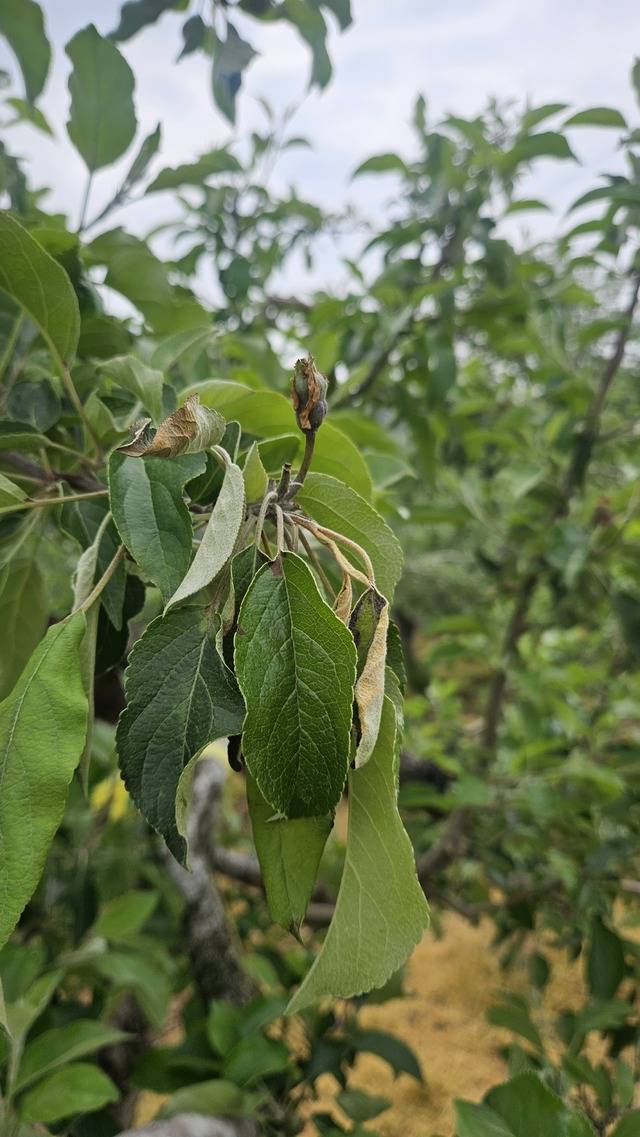 12일 충북 충주의 한 사과원에서 올들어 처음으로 과수 화상병이 발생했다. 의심 증상 나무 이파리 모습. 농촌진흥청